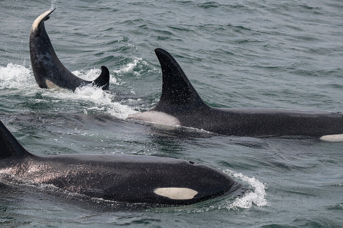 An orca family swimming along Icy Strait, Alaska.