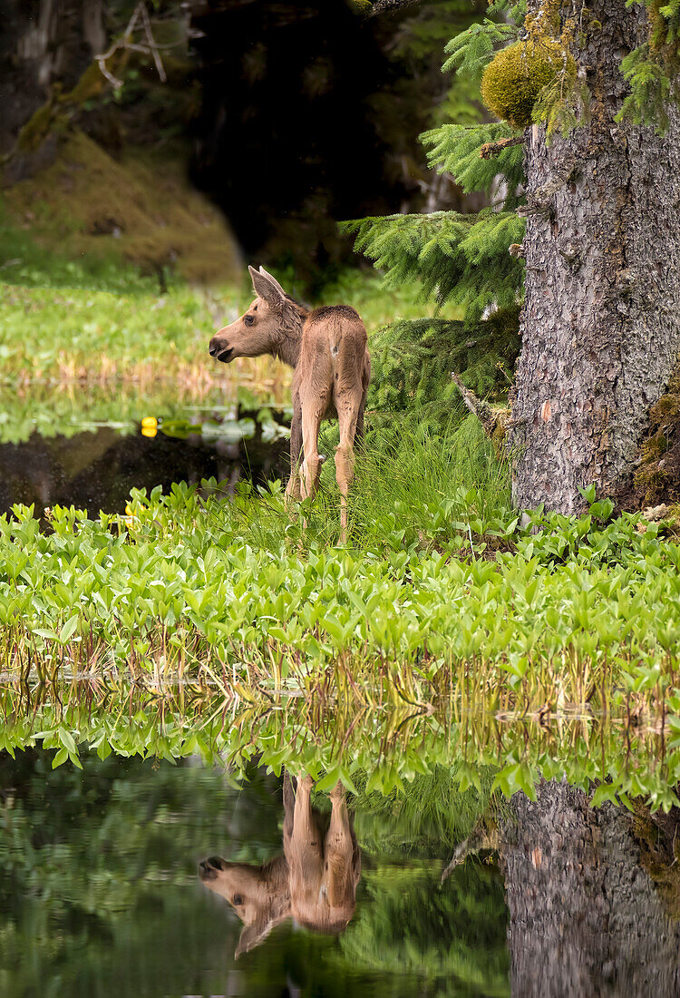 Tiny moose calf waits for its mother at a rainforest pond at Bartlett Cove, Glacier Bay.
