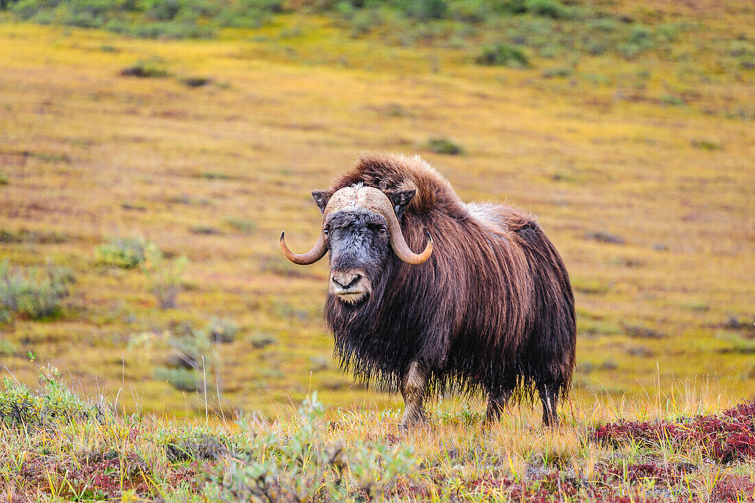 USA, Alaska, Noatak National Preserve. Moschusochsenbulle in der arktischen Tundra.