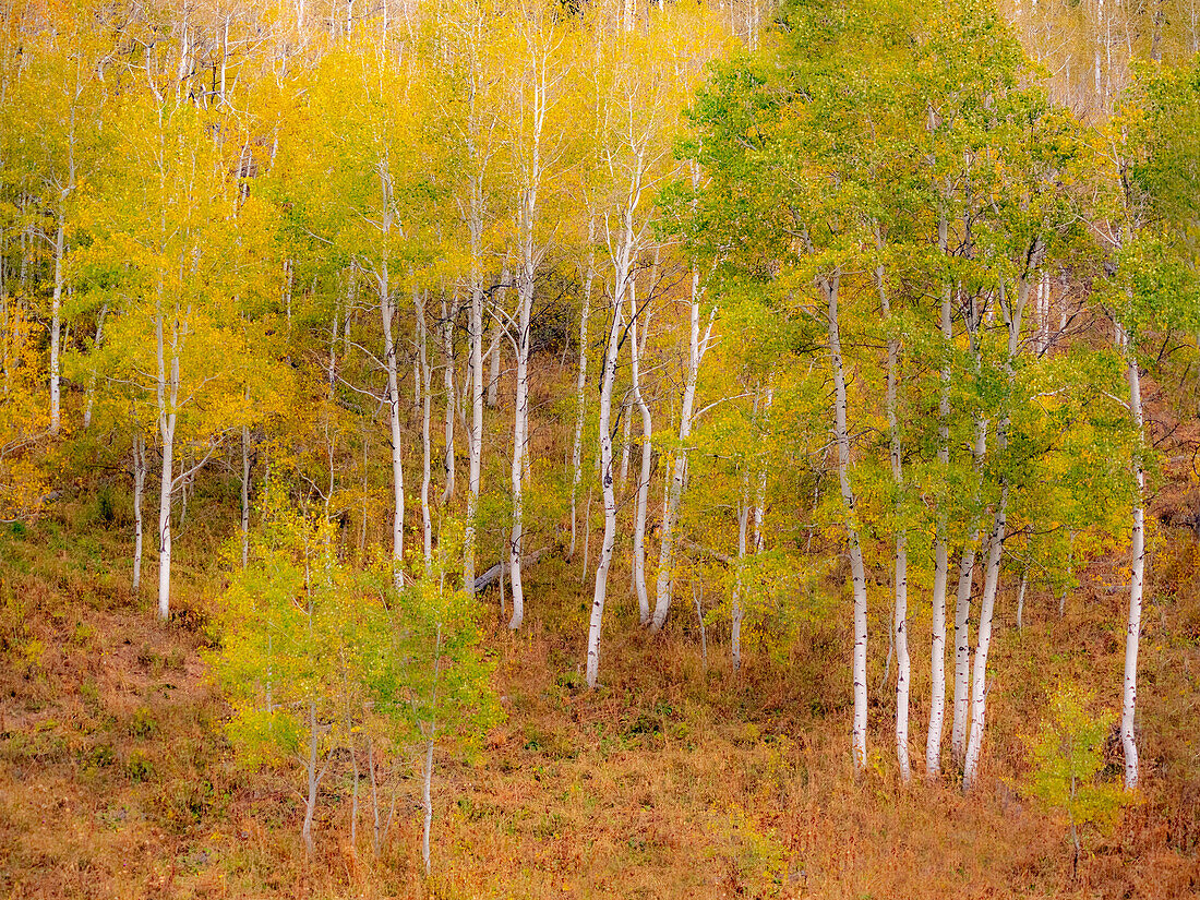 USA, Idaho, Highway 36 westlich von Liberty und mit Espen bewachsene Hänge im Herbst