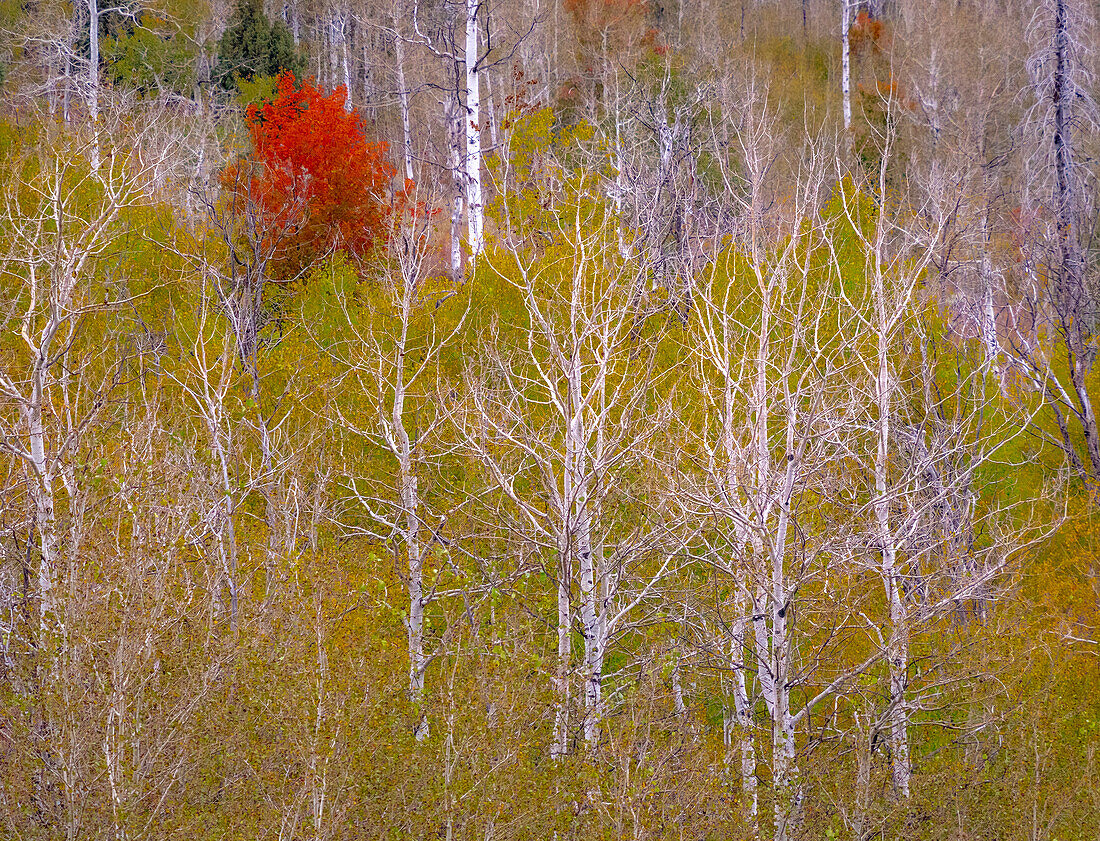 USA, Idaho, Highway 36 west of Liberty and hillsides covered with Canyon Maple and Aspens in autumn