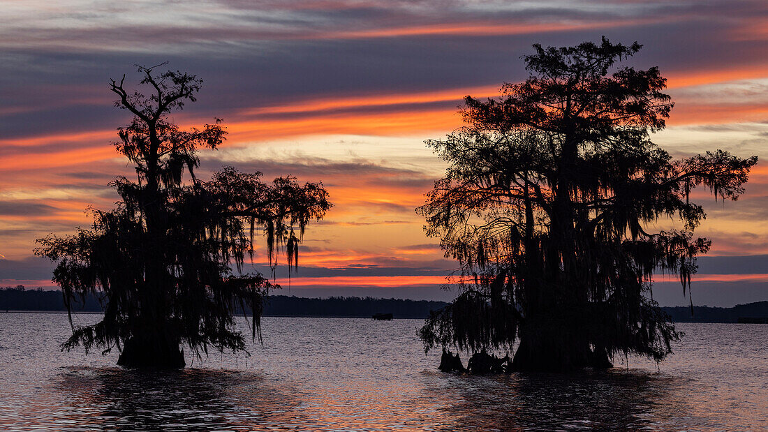 Zypressen als Silhouette bei Sonnenaufgang im Herbst am Lake Dauterive bei Loreauville, Louisiana, USA