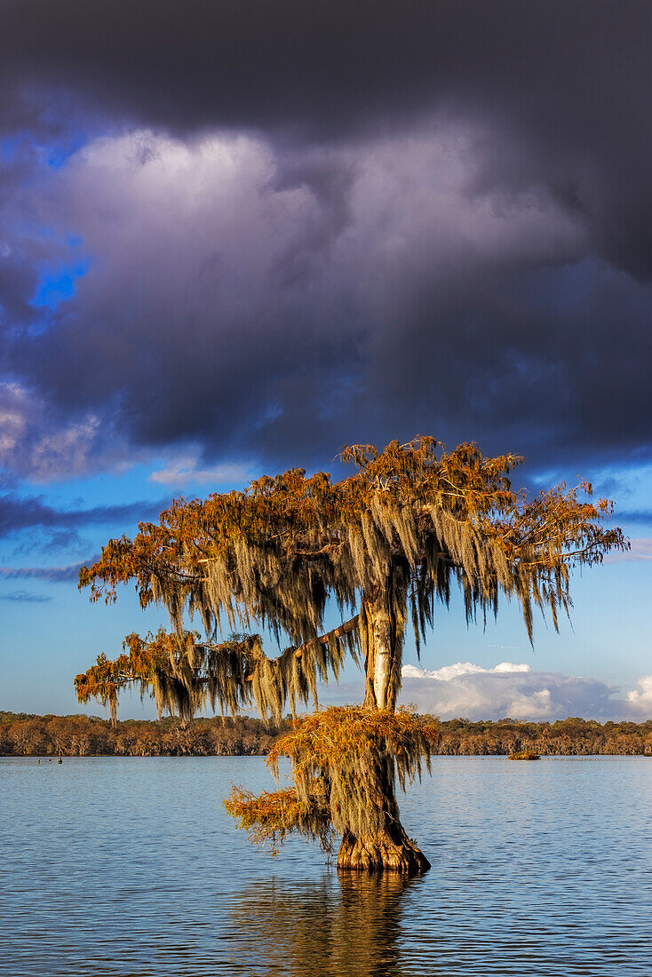 Zypressen im Herbst am Lake Martin in der Nähe von Lafayette, Louisiana, USA