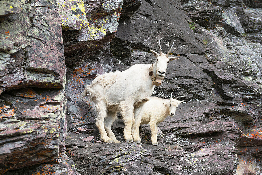 Bergziegen auf dem Comeau Pass Trail, Glacier National Park, Montana