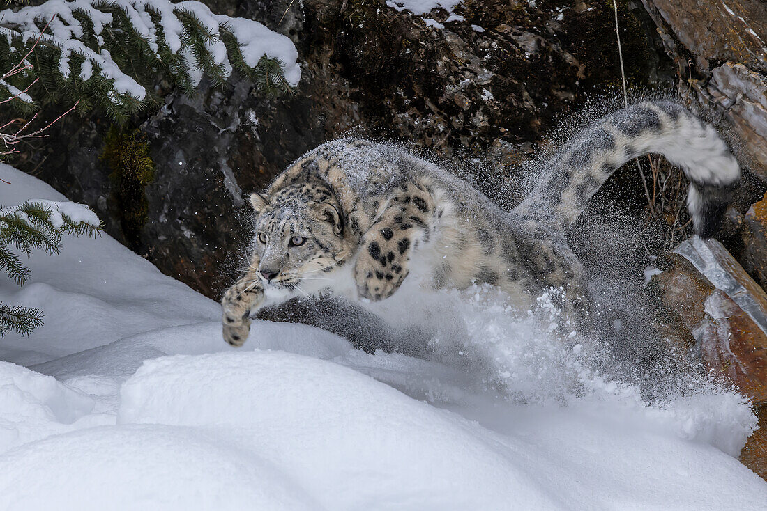 USA, Montana. Leaping captive snow leopard in winter.