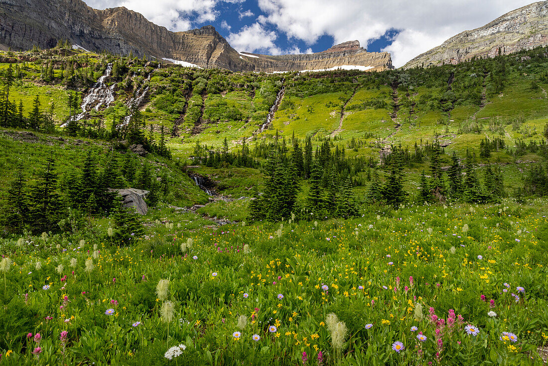 Alpine wildflowers in Hole in the Wall Basin in Glacier National Park, Montana, USA