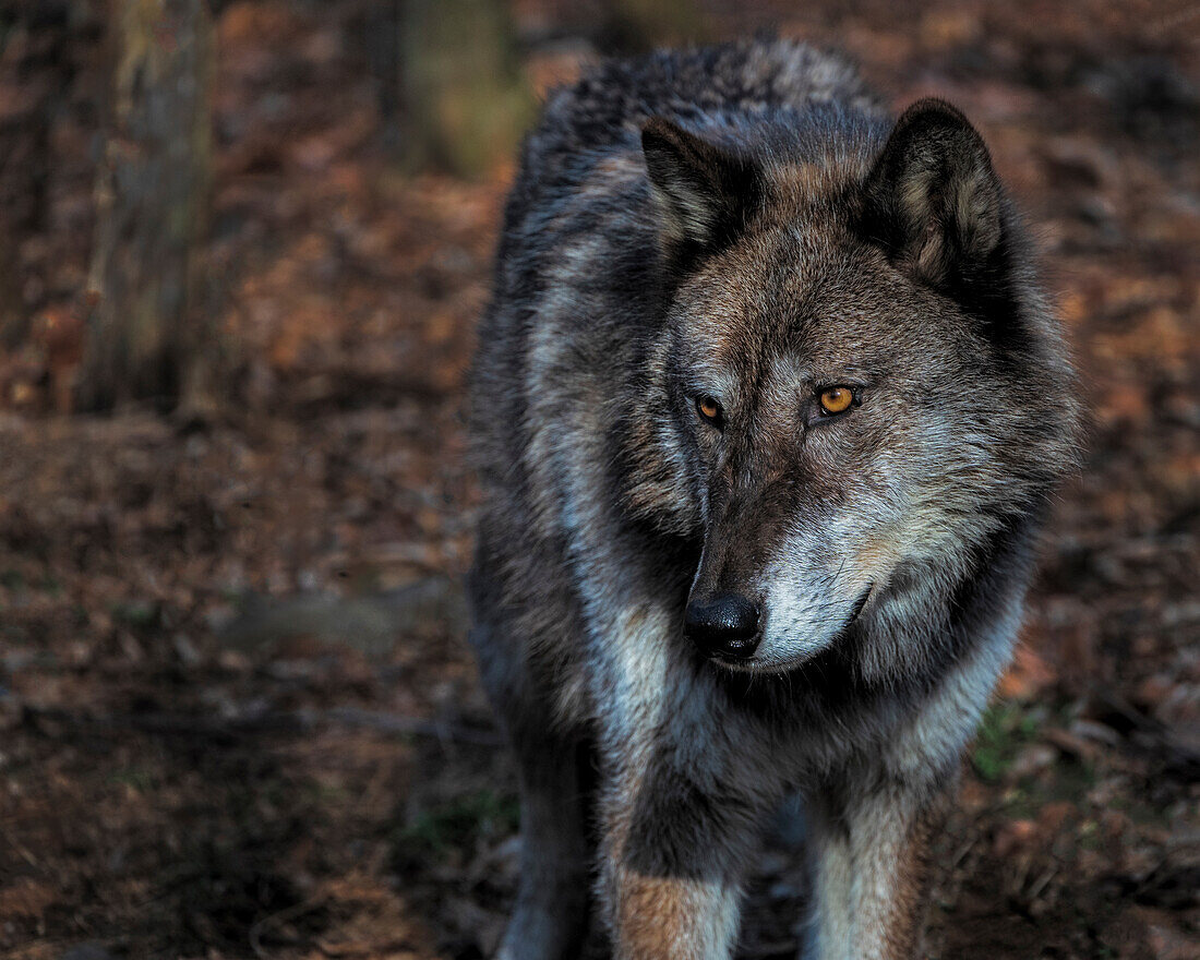 USA, New Jersey, Lakota Wolf Preserve. Close-up of wolf.