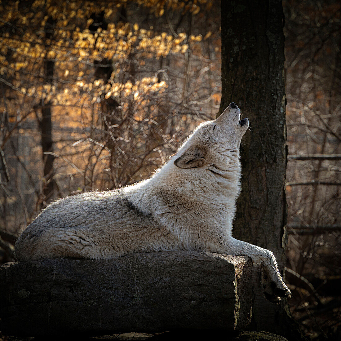USA, New Jersey, Lakota Wolf Preserve. Nahaufnahme eines heulenden Wolfs.