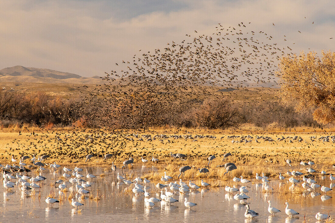 USA, New Mexico, Bosque Del Apache National Wildlife Refuge. Red-winged blackbird flock flying over snow geese.