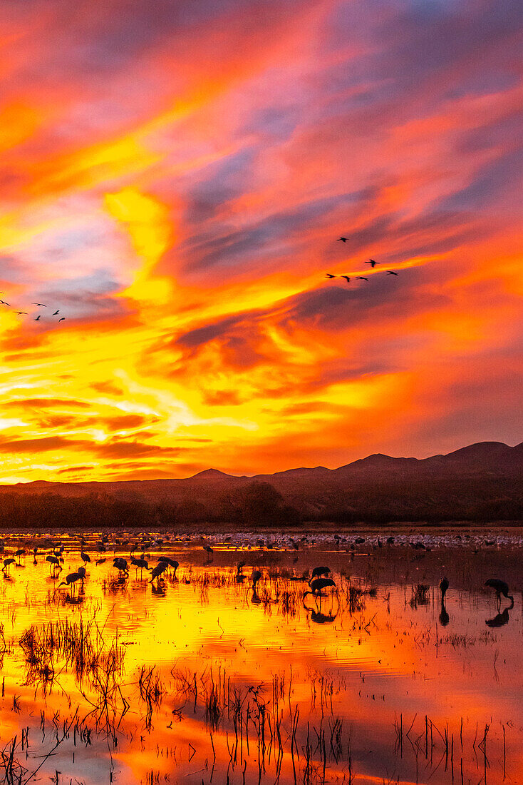 USA, Neu-Mexiko, Bosque Del Apache National Wildlife Refuge. Sandhügelkraniche und Schneegänse bei der Fütterung im Sonnenuntergang.