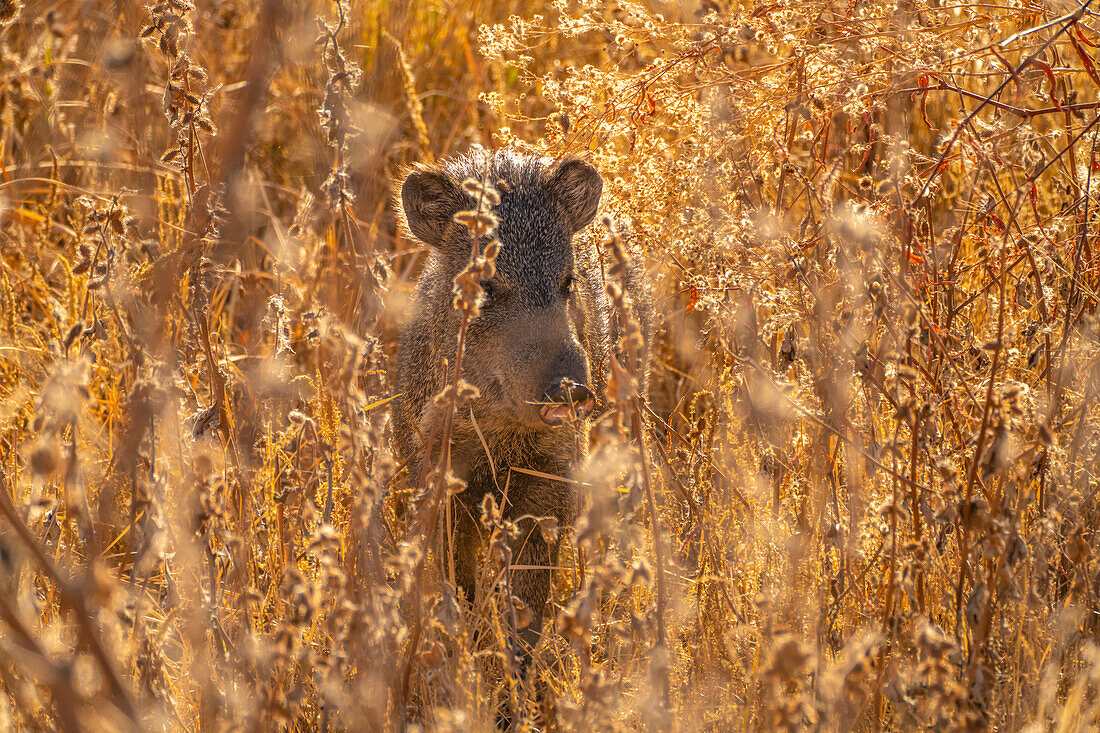 USA, New Mexico, Bosque Del Apache National Wildlife Refuge. Javelina im Gebüsch.