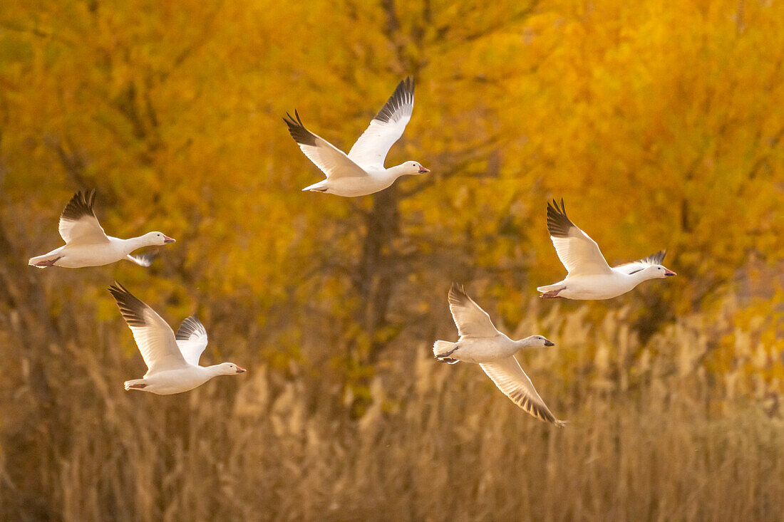 USA, New Mexico, Bosque Del Apache National Wildlife Refuge. Snow geese flying.