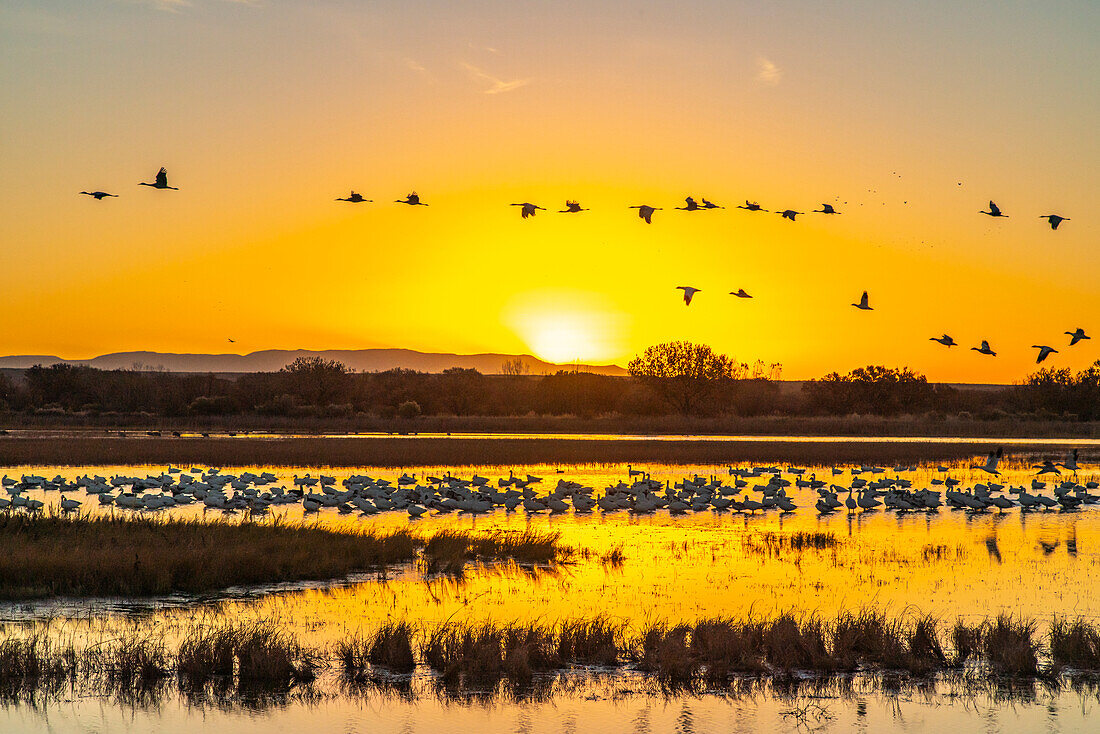 USA, New Mexico, Bosque Del Apache National Wildlife Refuge. Sandhill cranes flying over roosting snow geese at sunrise.