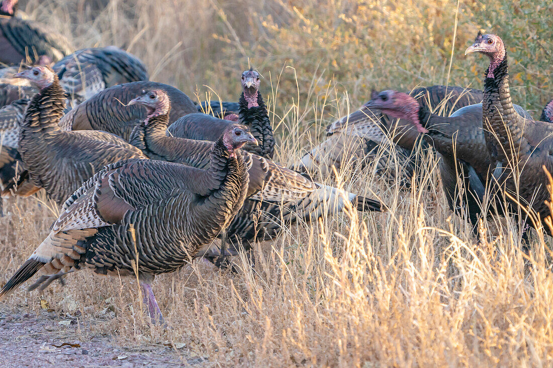 USA, New Mexico, Bosque Del Apache National Wildlife Refuge. Close-up of female wild turkeys.