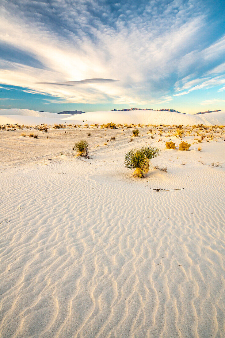 USA, Neu-Mexiko, White Sands National Monument. Yucca im weißen Sand.