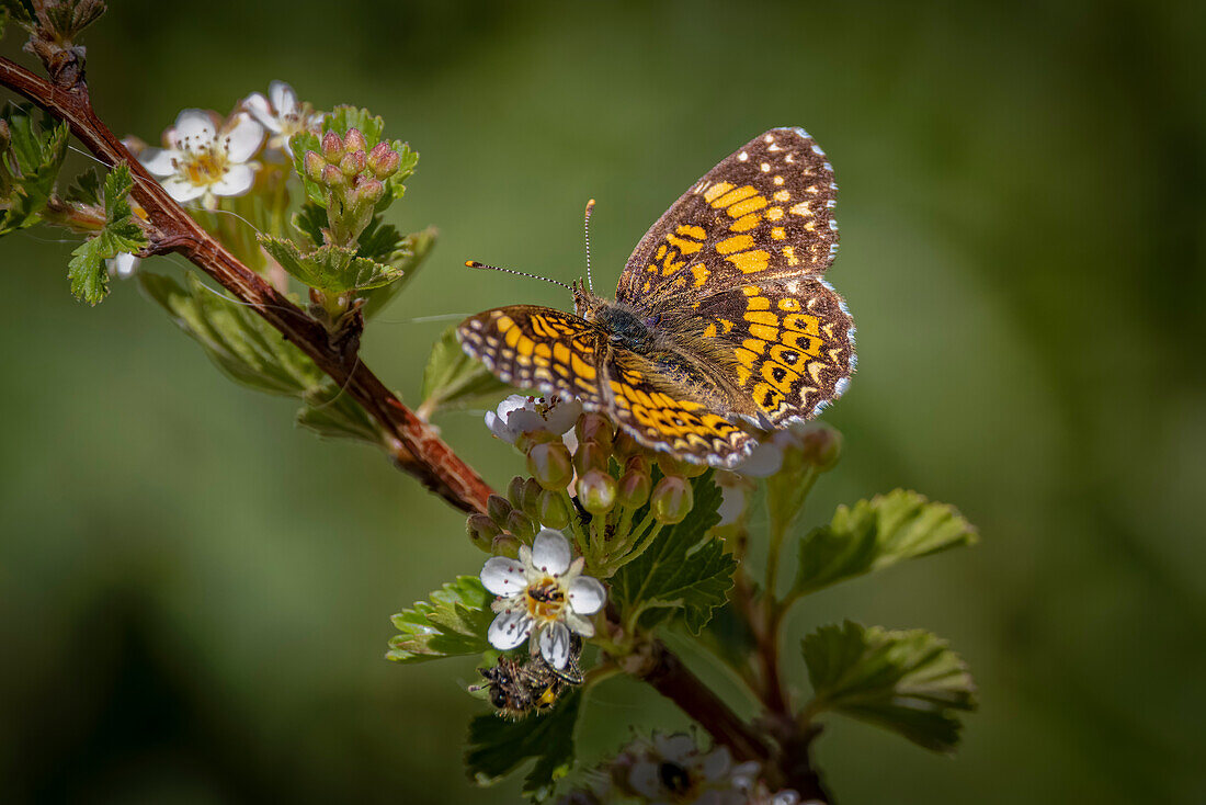 USA, Colorado, Young Gulch. Great spangled fritillary butterfly on flower buds.