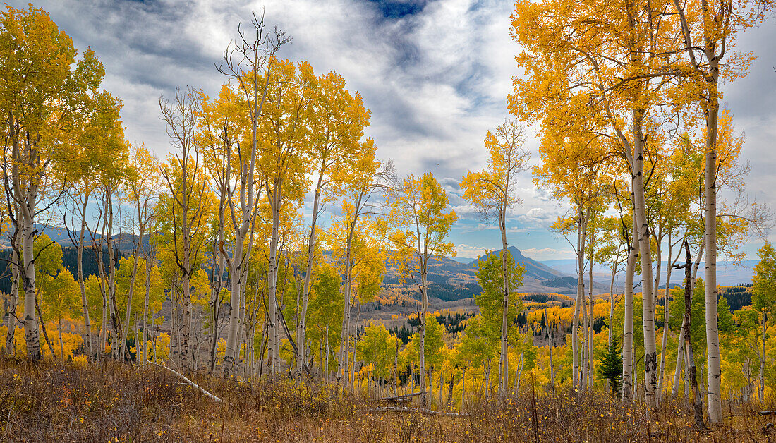 Ausblicke auf kilometerlange Espenwälder im Herbst, Colorado, Walden, USA.