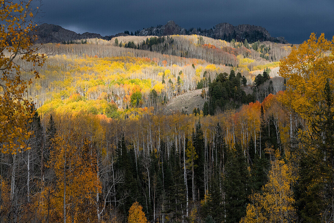 USA, Colorado. Hell getupfte Espenwälder, Kebler Pass, Gunnison National Forest