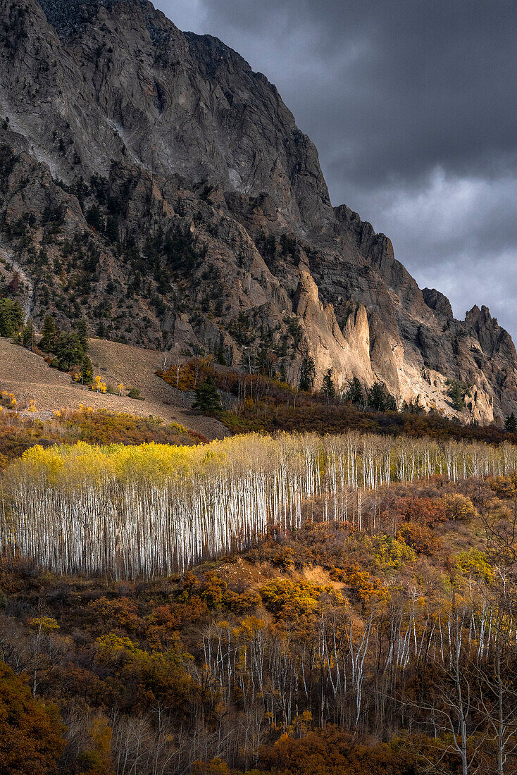 USA, Colorado. Hell getupfte Espenwälder, Kebler Pass, Gunnison National Forest