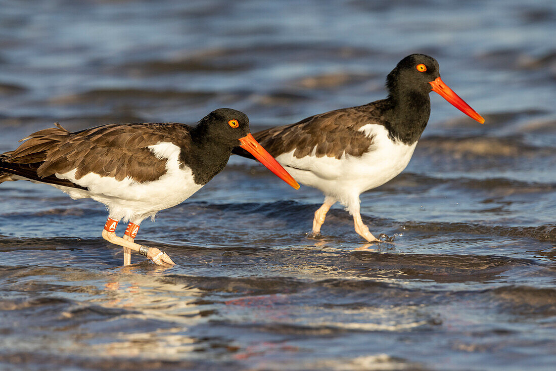 Amerikanische Austernfischer im Fort DeSoto State Park, Florida, USA