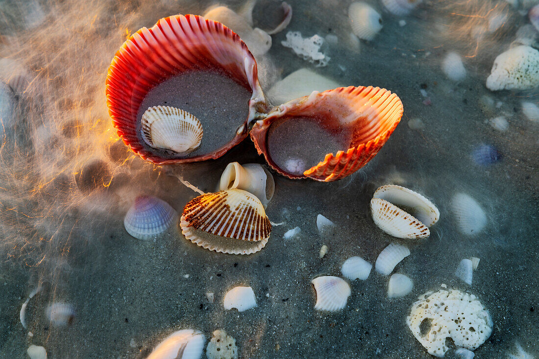 Ankommende Brandung und Muscheln auf Sanibel Island, Florida, USA