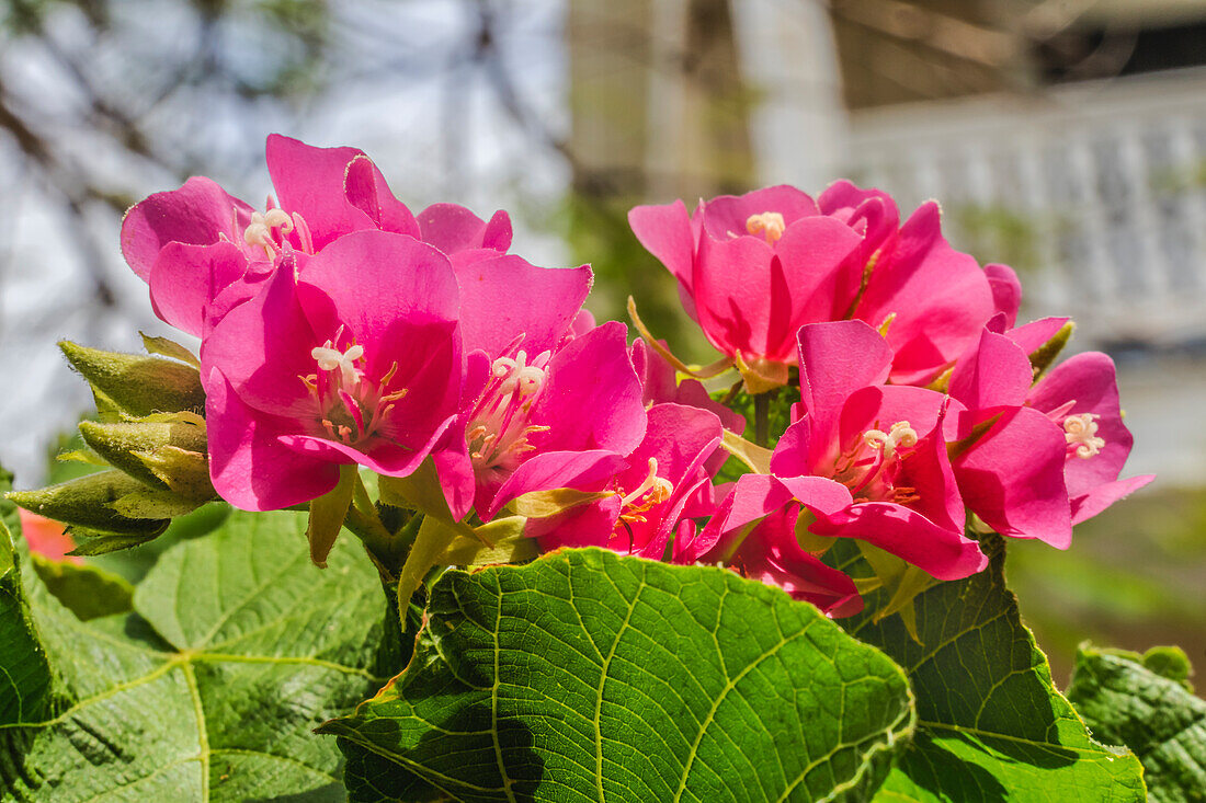 Pinkball hydrangea, Key West, Florida.