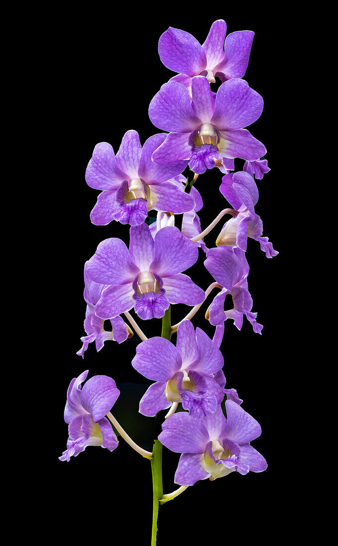 Purple Orchids black background, Honolulu, Hawaii.