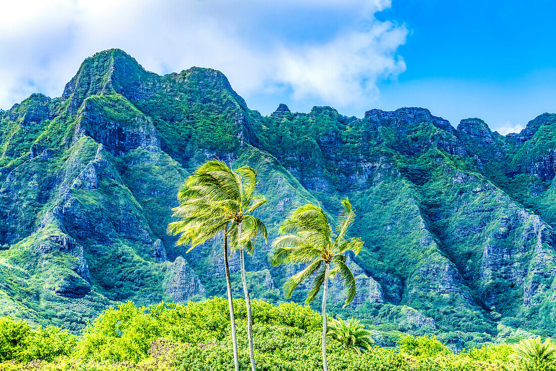 Palmen, Ko?olau Regional Park, Nordküste, Oahu, Hawaii