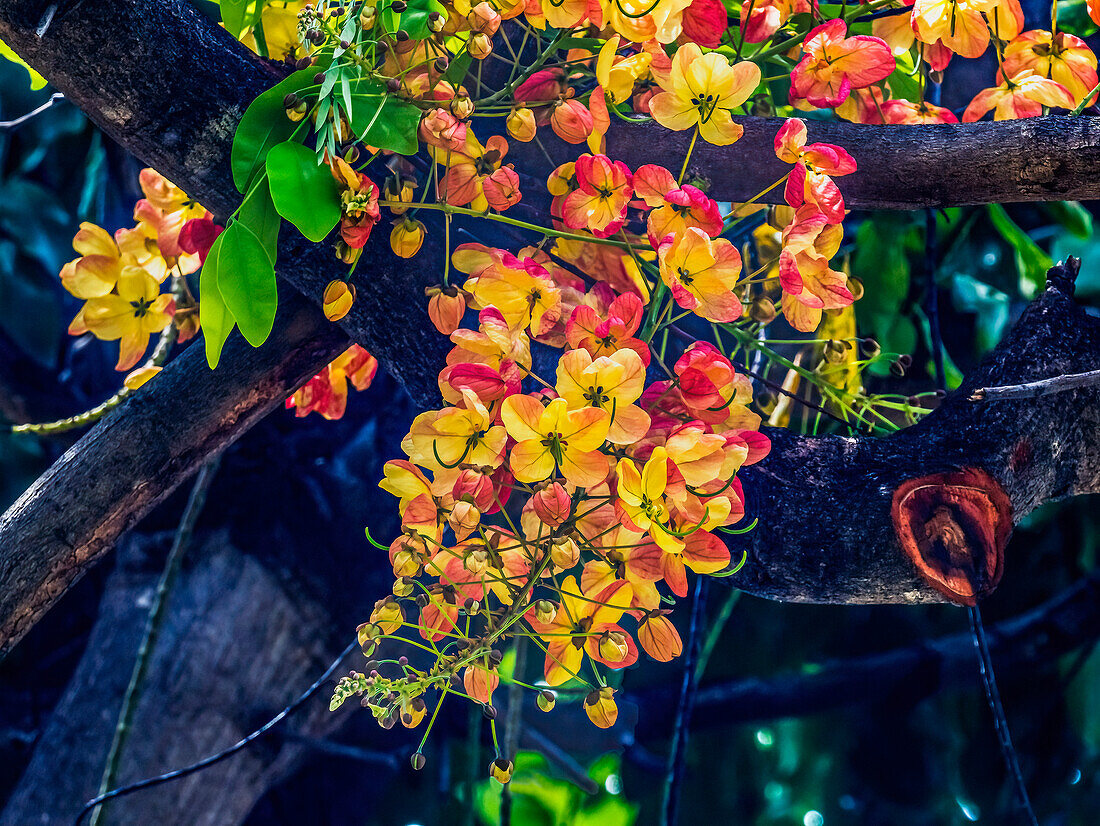 Regenbogen-Duschbaum, Oahu, North Shore, Hawaii