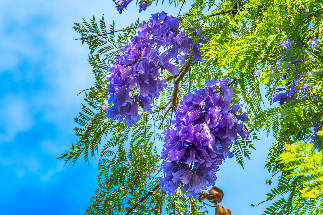 Blaue Jacaranda-Blüten, Waikiki, Honolulu, Hawaii.
