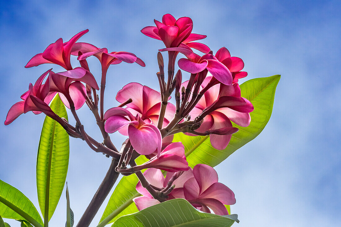 Pink yellow frangipani plumeria, Waikiki, Honolulu, Hawaii.