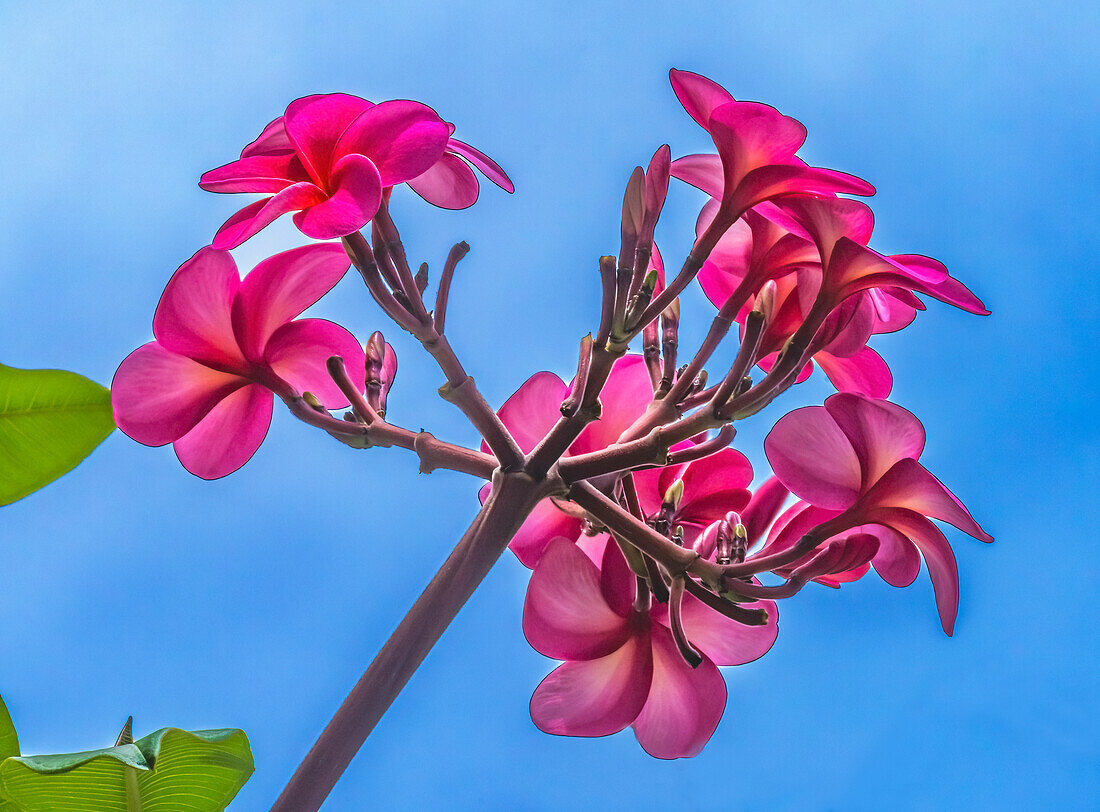 Rosa Frangipani-Plumeria, Waikiki, Honolulu, Hawaii.