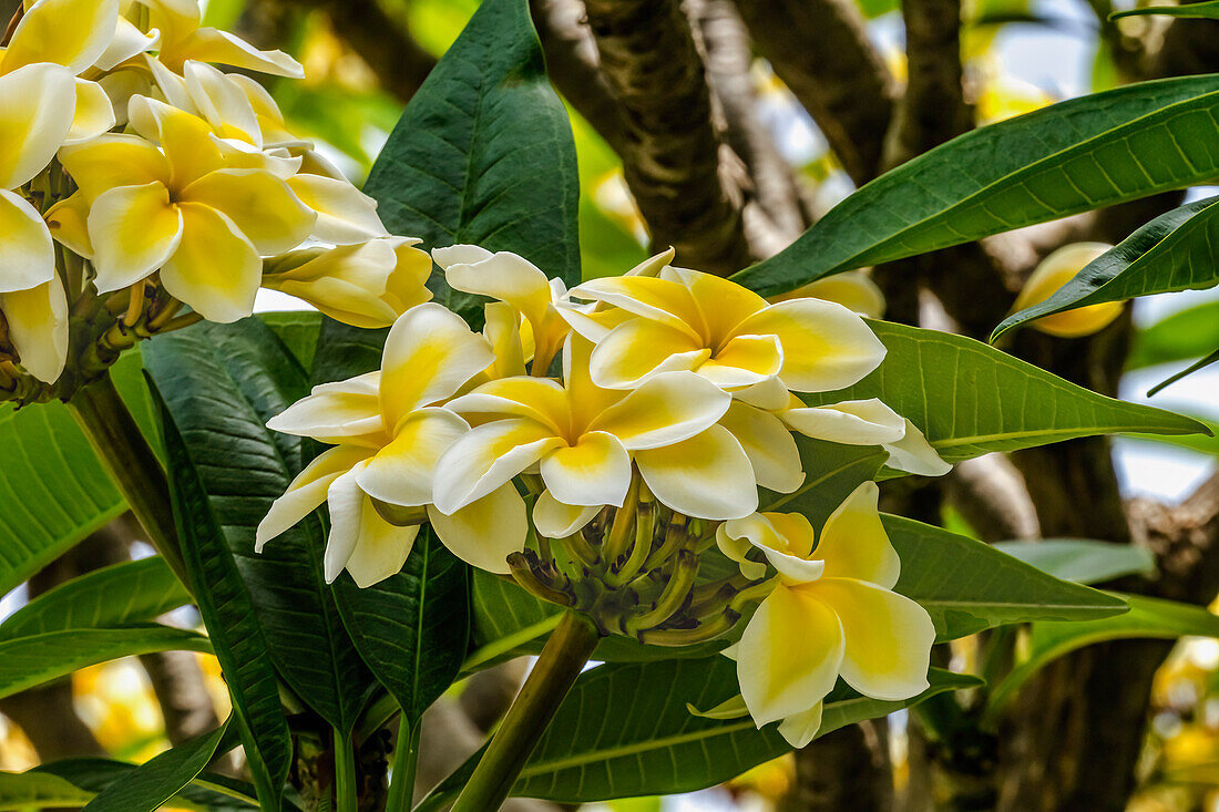 Weißgelbe Frangipani-Plumeria, Waikiki, Honolulu, Oahu, Hawaii.