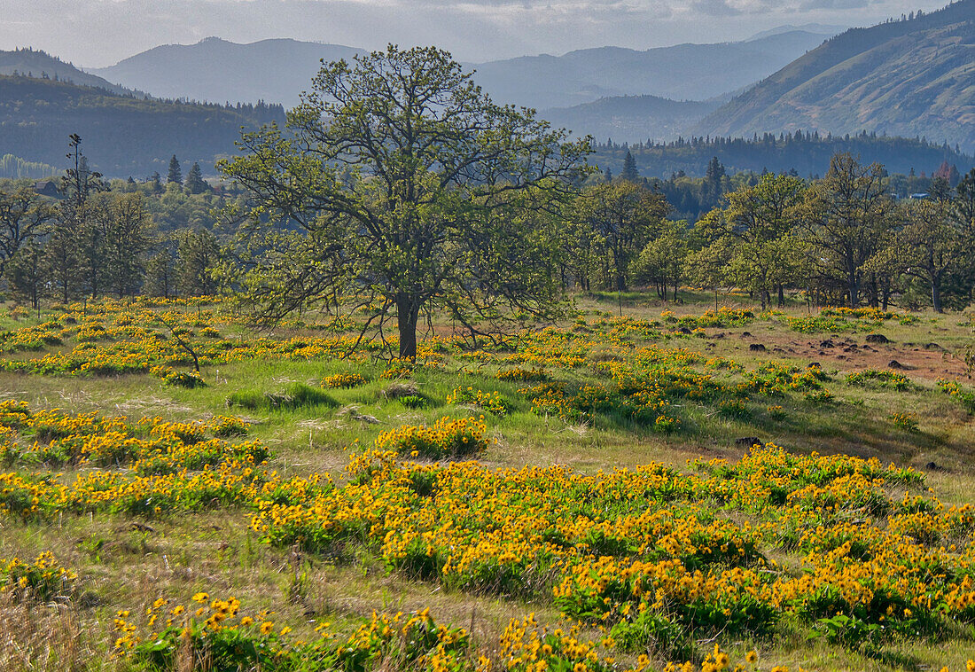 USA, Oregon. Lone tree in a field of Arrowleaf Balsamroot with mountains in the distance.