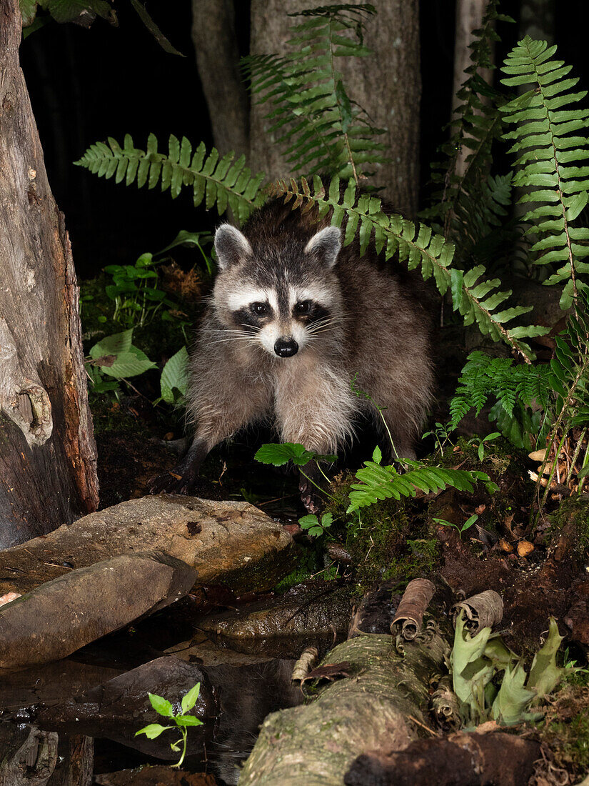 Raccoon, Pennsylvania, USA