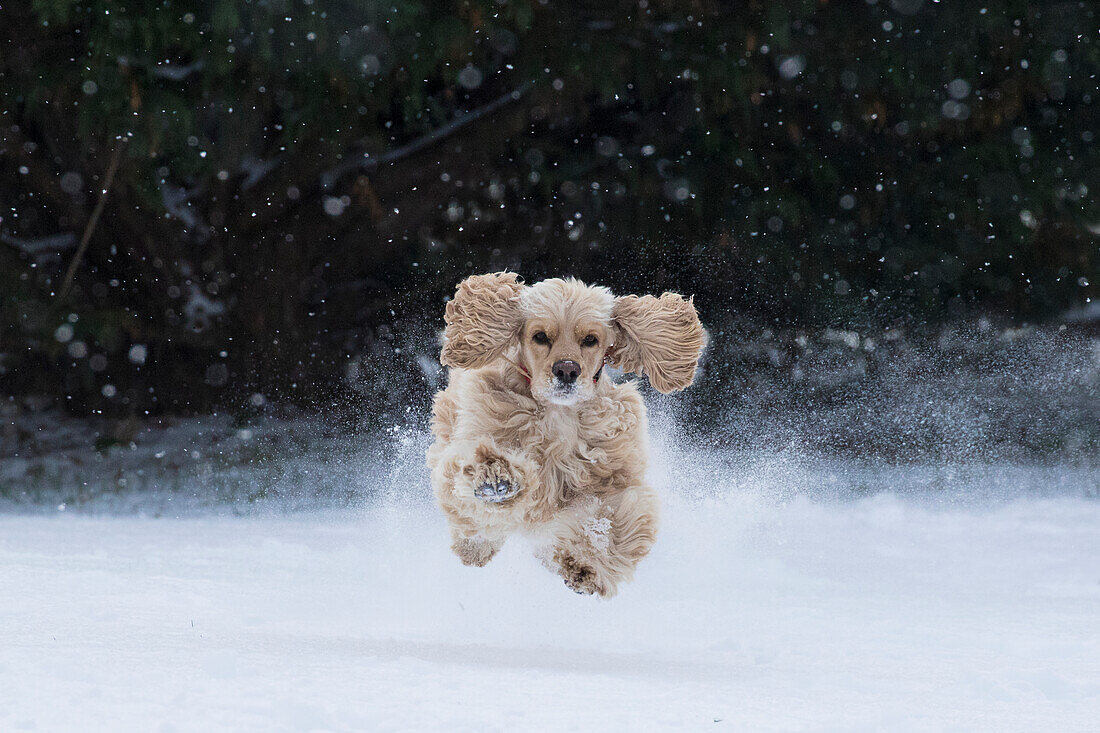 USA, Tennessee. Ein Cockerspaniel rennt im Schnee.