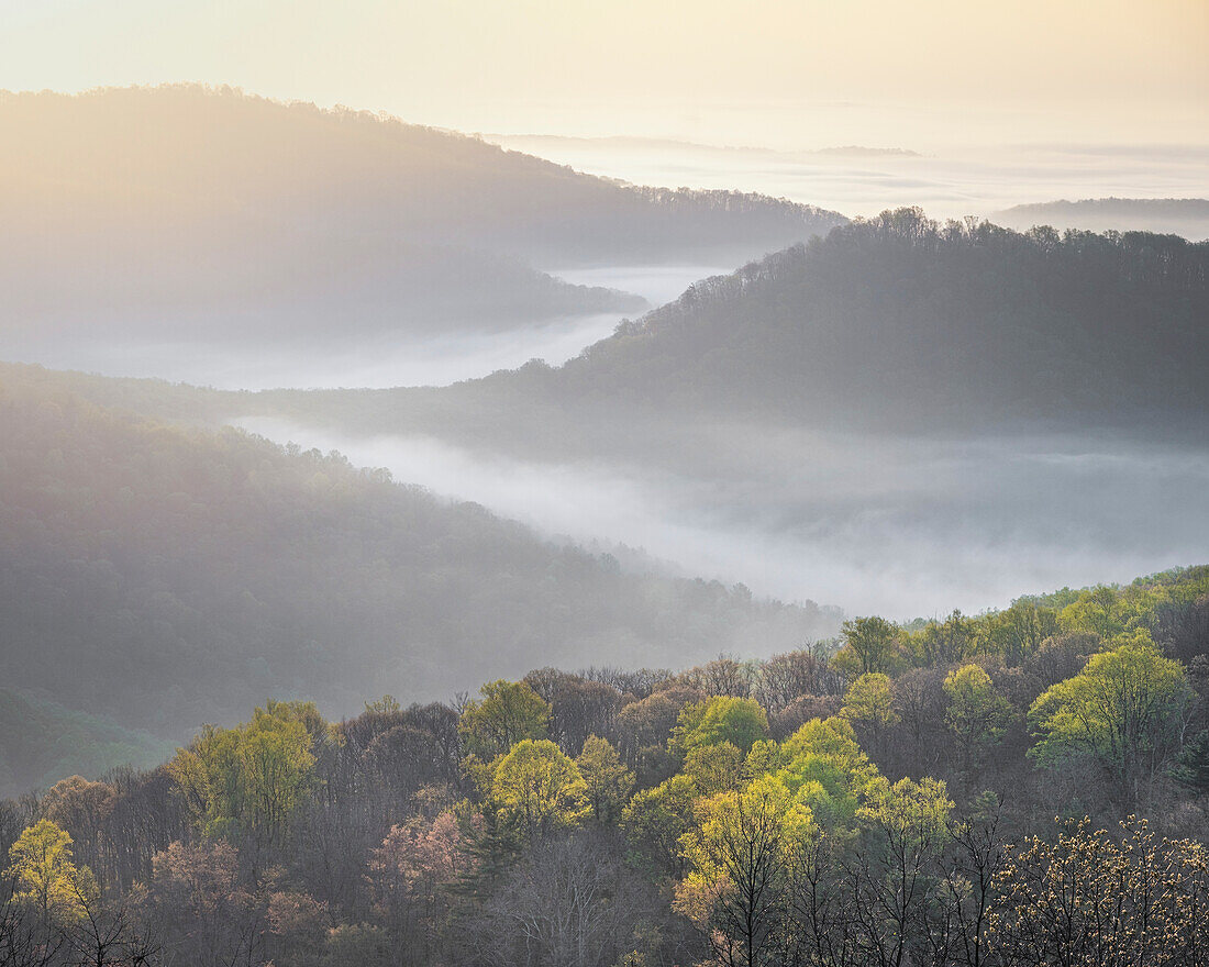 USA, Tennessee, Smokey Mountains National Park. Sunrise mist on mountain forest.