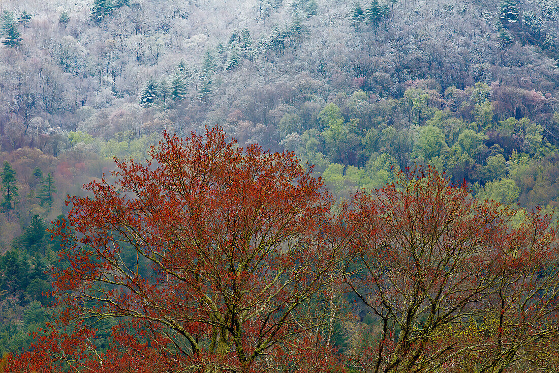 USA, Tennessee. Great Smoky Mountains National Park mit spätem Schnee im Frühling