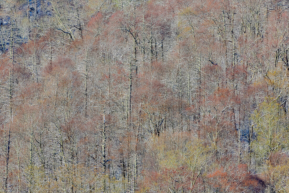 USA, Tennessee. Great-Smoky-Mountains-Nationalpark mit Schnee im Spätfrühling