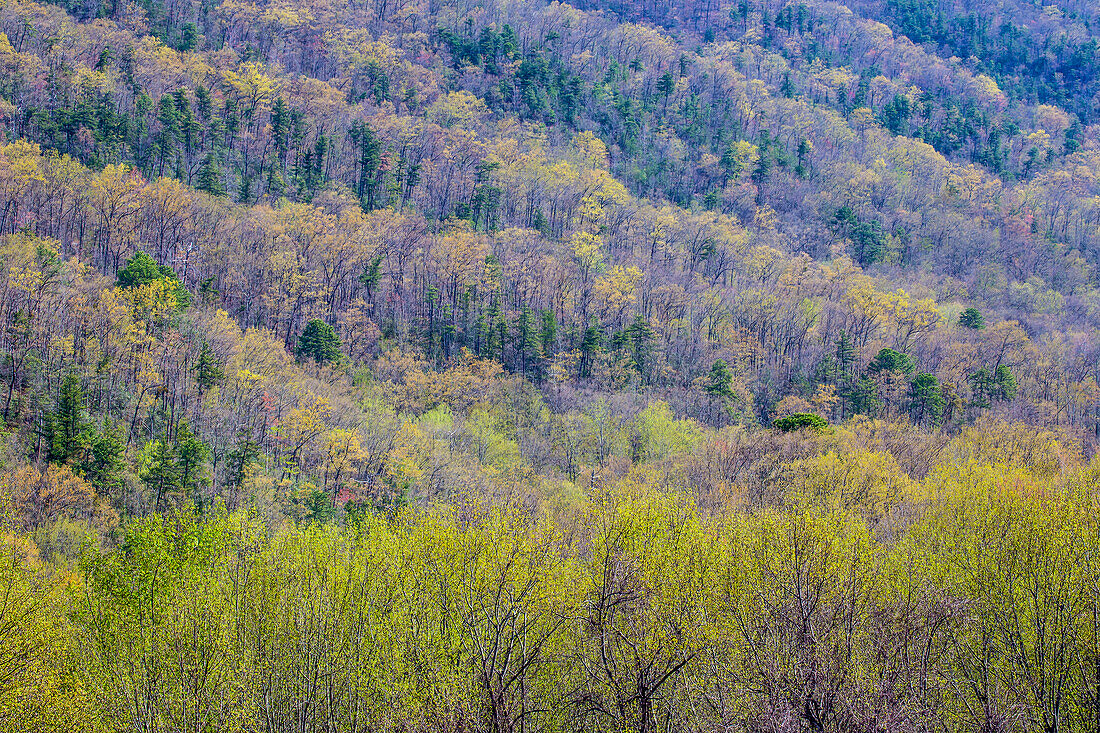 USA, Tennessee. Great Smoky Mountains National Park springtime with hardwood forest budding out
