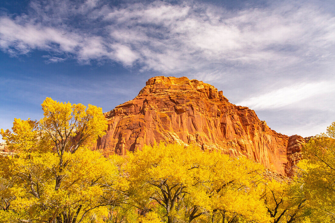USA, Utah, Capitol Reef National Park. Red rock formation and fall cottonwood trees.