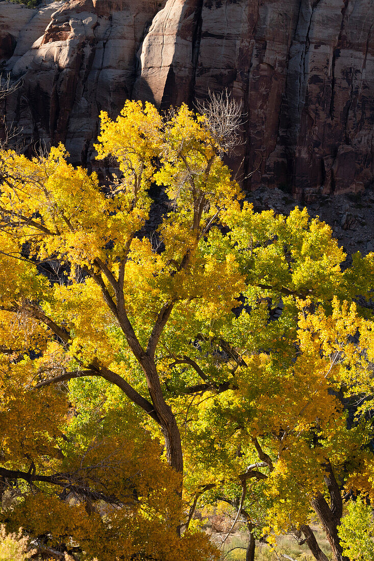 USA, Utah. Magnificently backlit autumn Cottonwood tree near cliffs, Needles District, Canyonlands National Park.