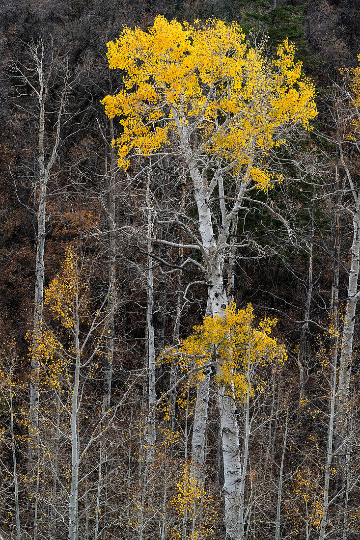 USA, Utah. Autumn aspen in the Manti-La Sal National Forest.