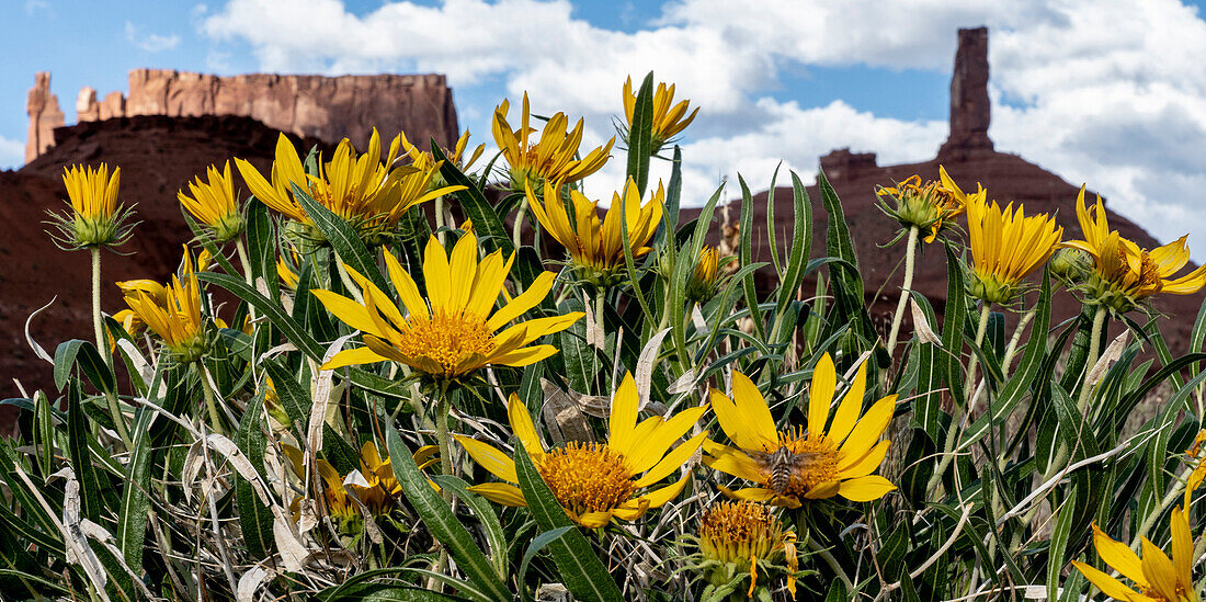 USA, Utah. Arrowleaf balsam root wildflowers, sphinx moth, Castle Rock Spire and the Rectory, Castle Valley.