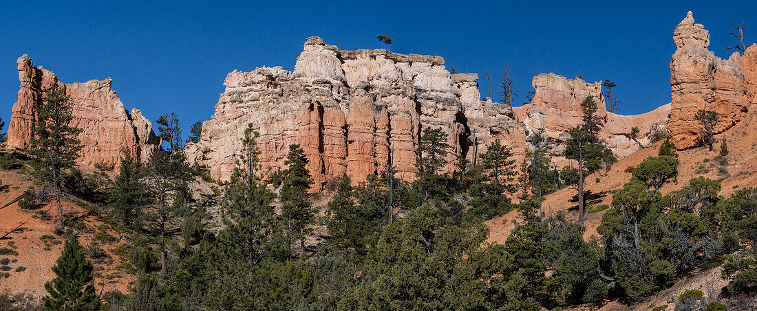 USA, Utah. Panoramablick auf Hoodoos, Pinien und Ponderosa-Kiefern, Bryce Canyon National Park.