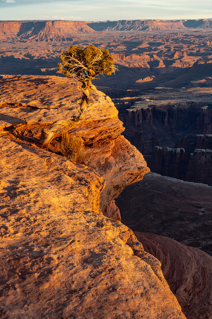 USA, Utah. Verdrehter Wacholder an einem Aussichtspunkt, Dead Horse Point State Park.