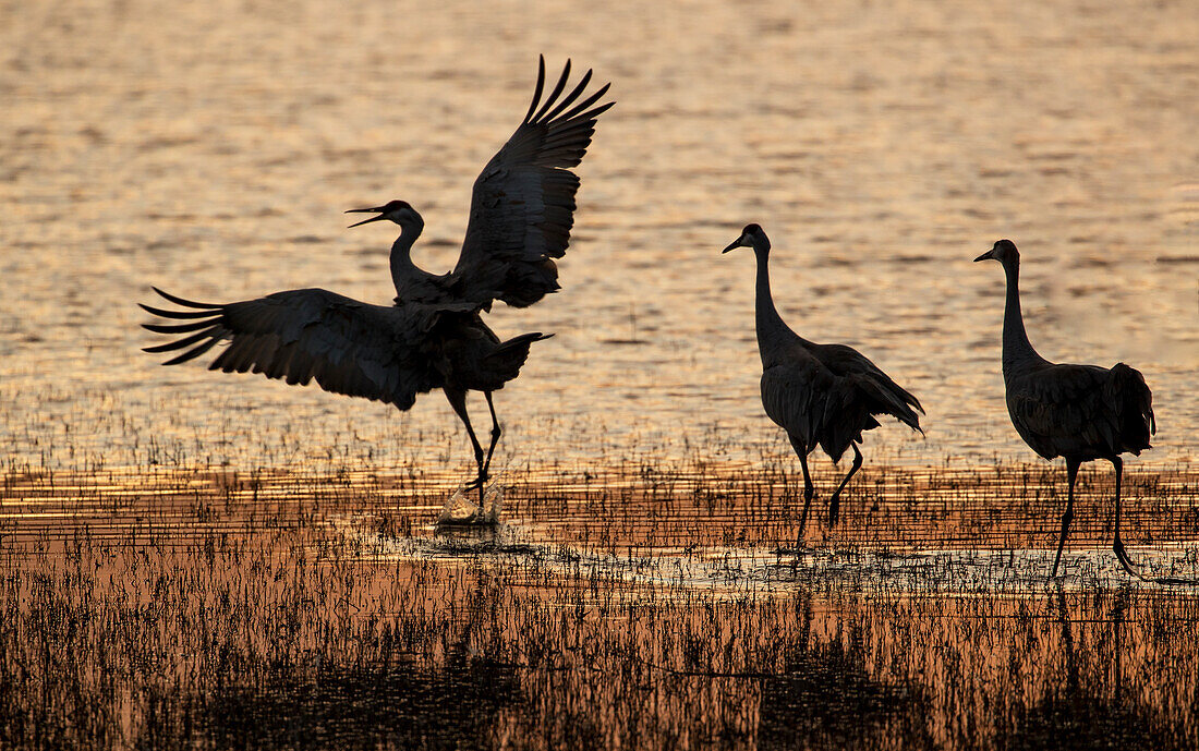 USA, New Mexico. Bosque Del Apache National Wildlife Refuge with sandhill cranes in pond silhouetted at sunset.
