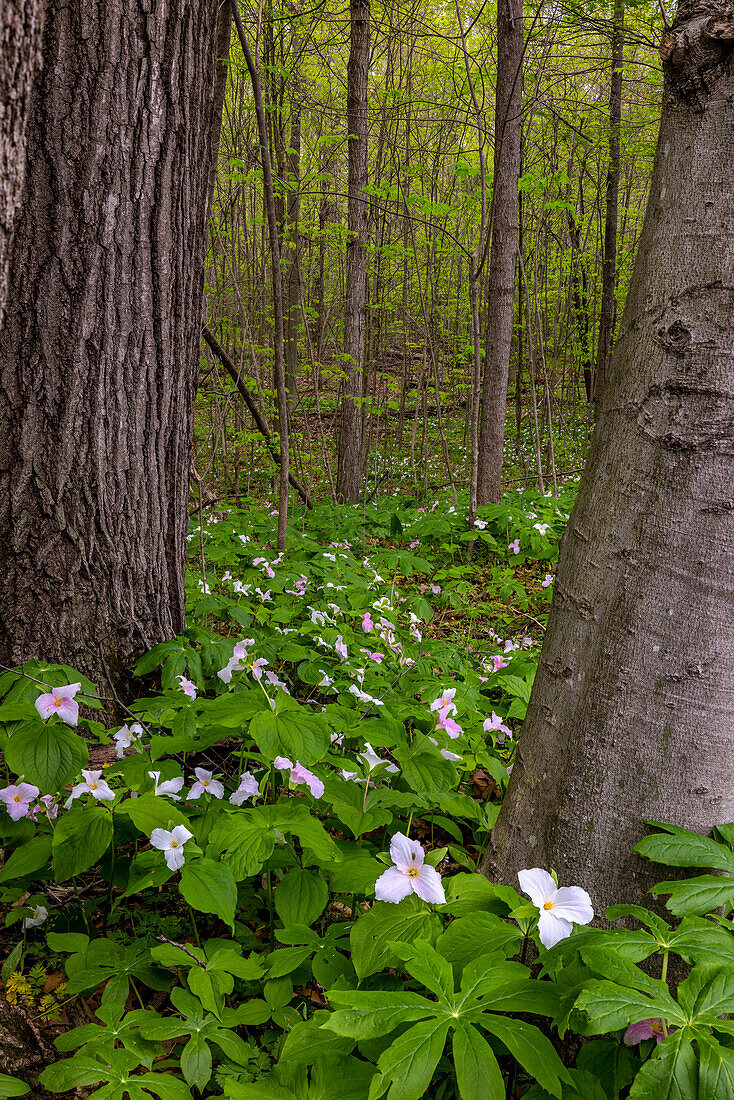 Trillium-Wildblumen im Goll Woods Nature Preserve bei Archbold, Ohio, USA