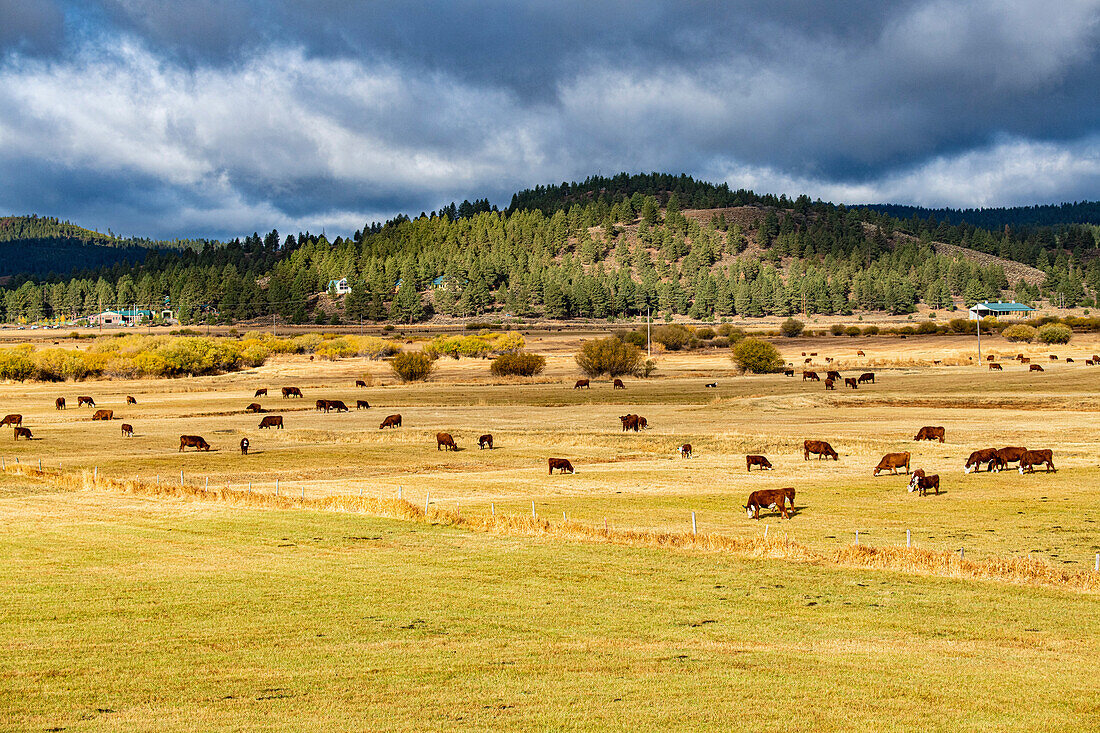 USA, Oregon. Verbrennungen. Weidende Rinder