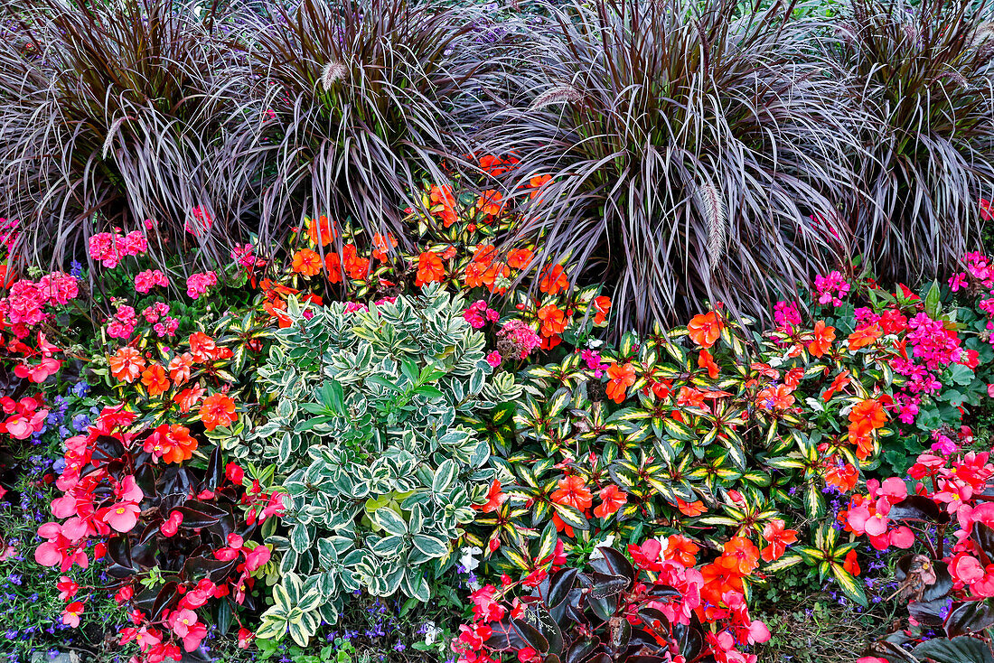 USA, Oregon. Cannon Beach Garden with orange New Guinea impatiens, grasses and reddish geraniums